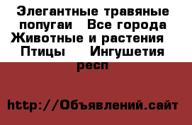 Элегантные травяные попугаи - Все города Животные и растения » Птицы   . Ингушетия респ.